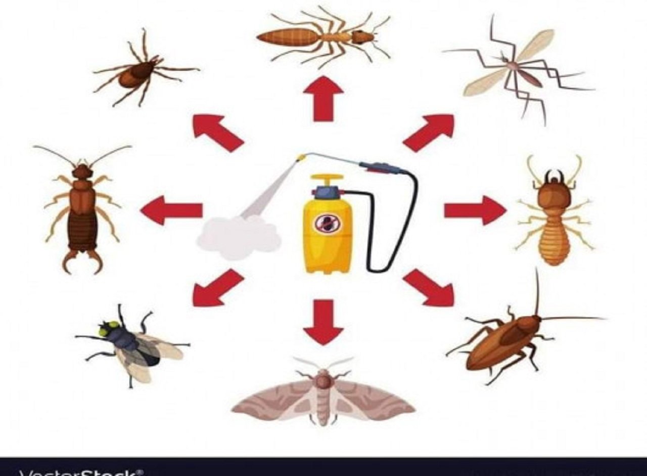 شركة مكافحة الحشرات بضبا