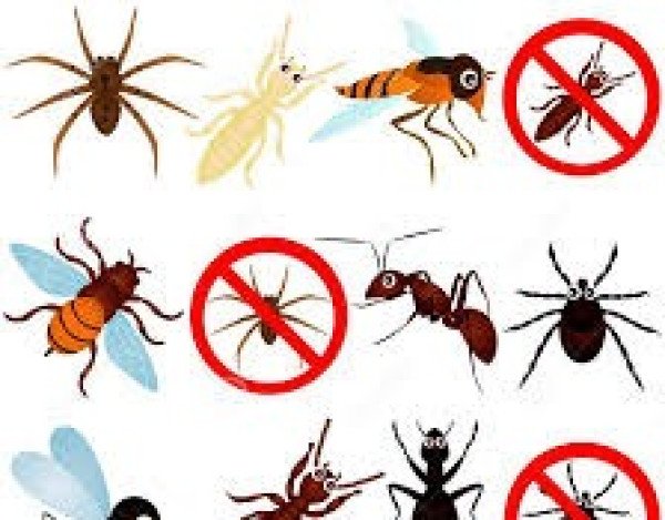 شركة مكافحة الحشرات بتبوك